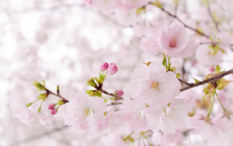 дерево, весна, розовый, сакура, нежность, tree, spring, pink, sakura, tenderness