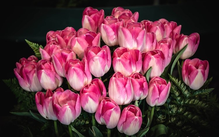 бутоны, букет, розовый, тюльпаны, buds, bouquet, pink, tulips