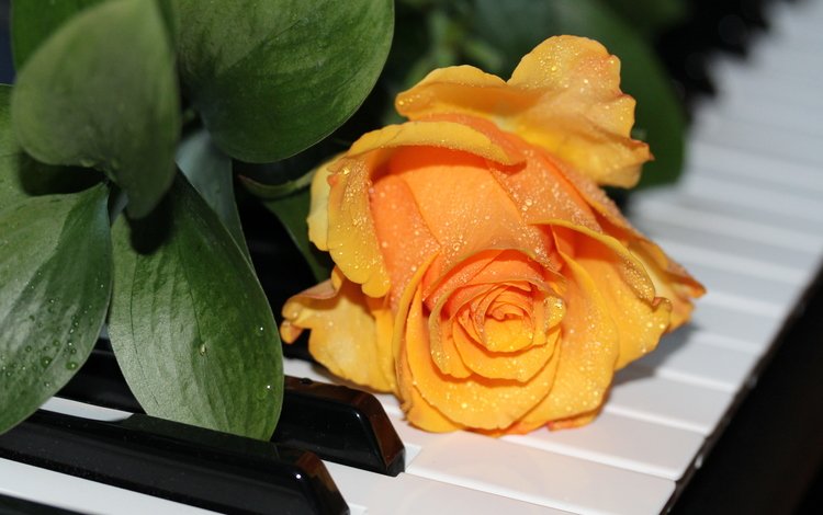 капли, розы, пианино, жёлтая, роз, drops, roses, piano, yellow