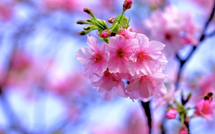 ветка, весна, сакура, branch, spring, sakura