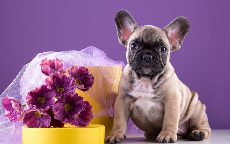 цветы, щенок, букет, песик, бульдог, французский бульдог, французский, flowers, puppy, bouquet, doggie, bulldog, french bulldog, french