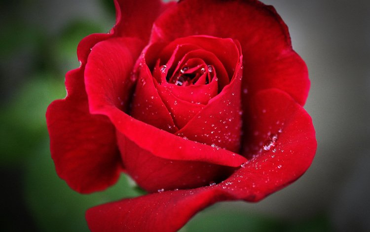 макро, цветок, капли, роза, красная, красная роза, боке, makro, цветком, macro, flower, drops, rose, red, red rose, bokeh