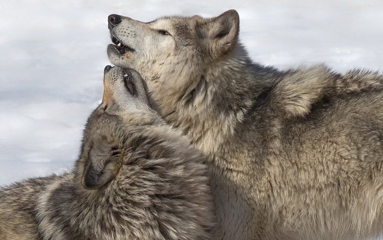 природа, фон, волки, nature, background, wolves