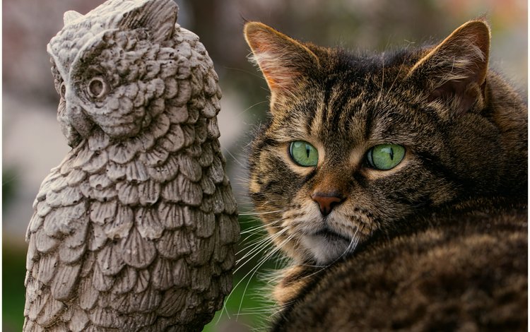 сова, кот, мордочка, кошка, зеленые глаза, owl, cat, muzzle, green eyes