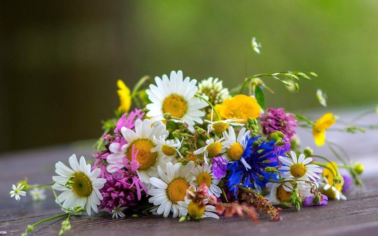 цветы, ромашки, букет, полевые, flowers, chamomile, bouquet, field