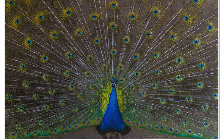 птица, павлин, расцветка, животно е, перья павлина, зоо, bird, peacock, colors, animals, peacock feathers, zoo