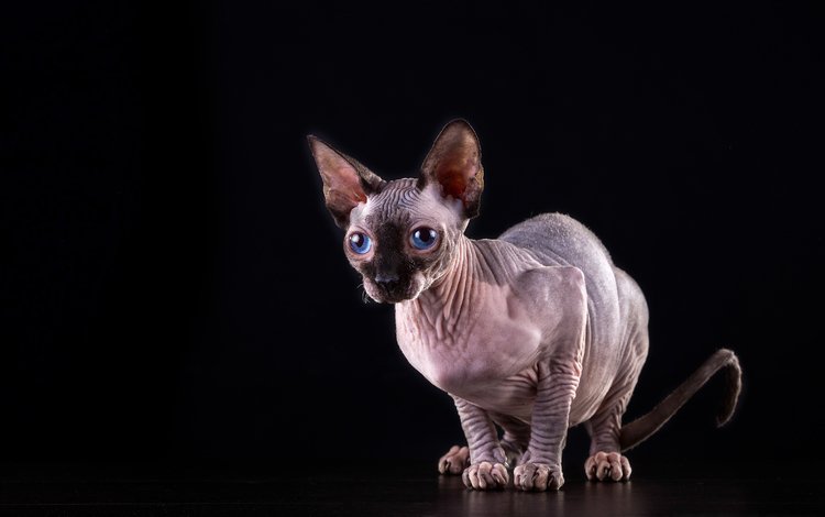 кот, кошка, черный фон, голубые глаза, сфинкс, cat, black background, blue eyes, sphinx