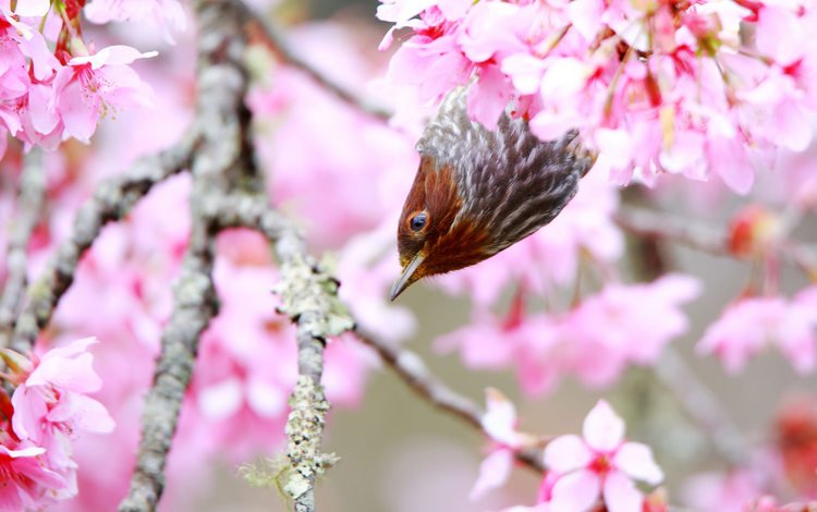 дерево, цветение, птица, весна, tree, flowering, bird, spring