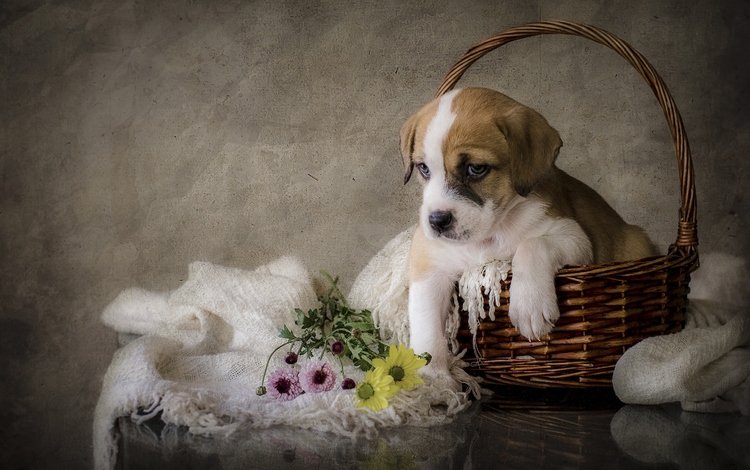 цветы, собака, щенок, flowers, dog, puppy