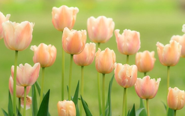 бутоны, тюльпаны, нежность, buds, tulips, tenderness