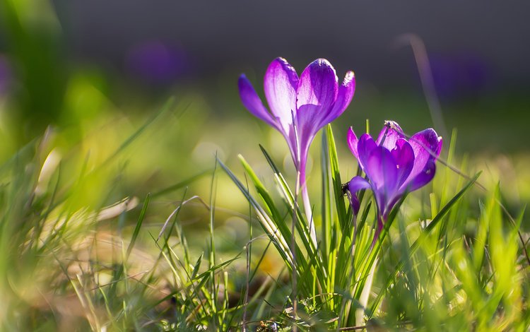 цветы, трава, весна, крокусы, боке, flowers, grass, spring, crocuses, bokeh