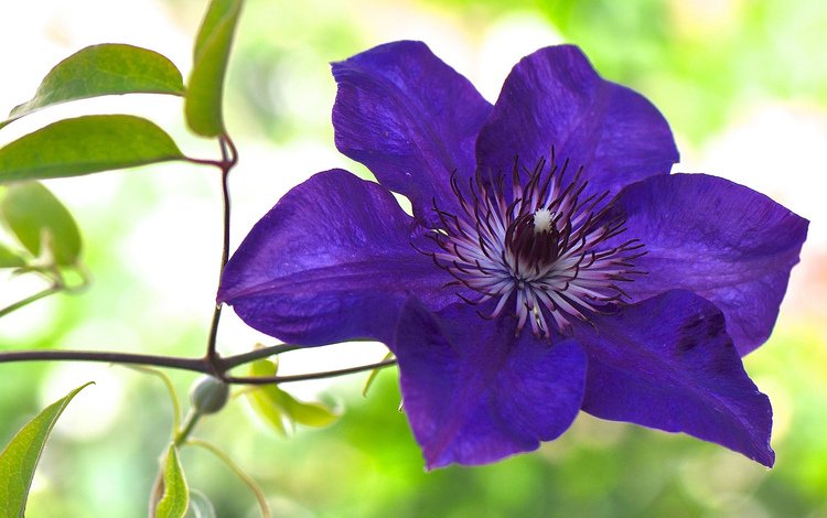 макро, цветок, фиолетовый, клематис, ломонос, macro, flower, purple, clematis