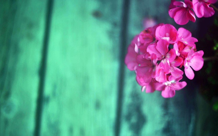 цветок, лепестки, розовые, flower, petals, pink