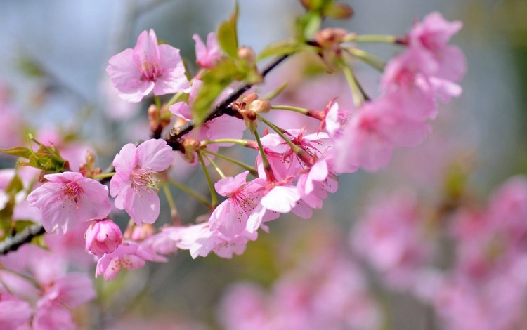 ветка, весна, розовый, вишня, сакура, branch, spring, pink, cherry, sakura