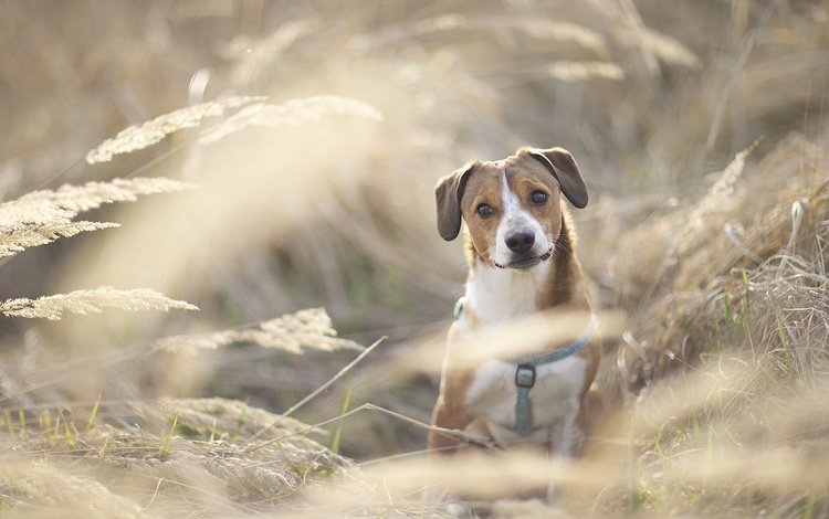 мордочка, взгляд, собака, друг, гончая, сухая трава, muzzle, look, dog, each, hound, dry grass