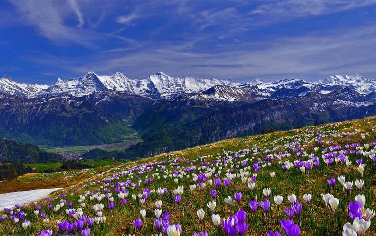 цветы, трава, горы, снег, склон, весна, крокусы, крокус, flowers, grass, mountains, snow, slope, spring, crocuses, krokus