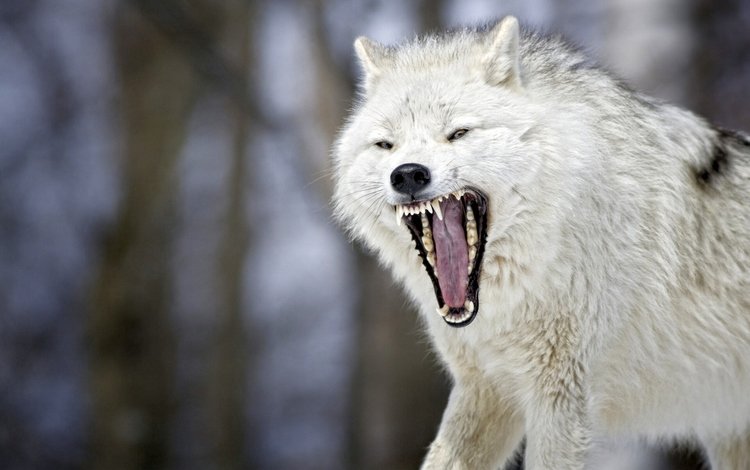 зверь, пасть, волк, боке, beast, mouth, wolf, bokeh