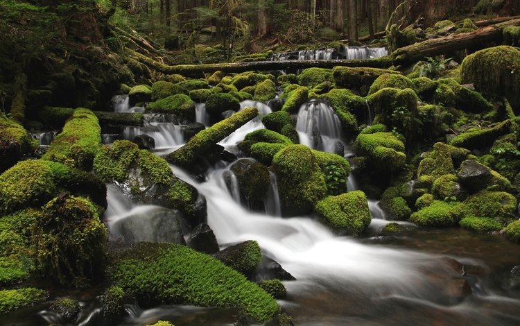вода, река, камни, зелень, лес, мох, water, river, stones, greens, forest, moss