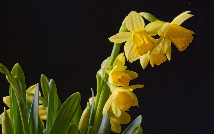 фон, черный, весна, нарциссы, background, black, spring, daffodils
