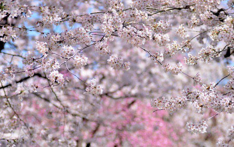 деревья, цветение, весна, вишня, сакура, trees, flowering, spring, cherry, sakura
