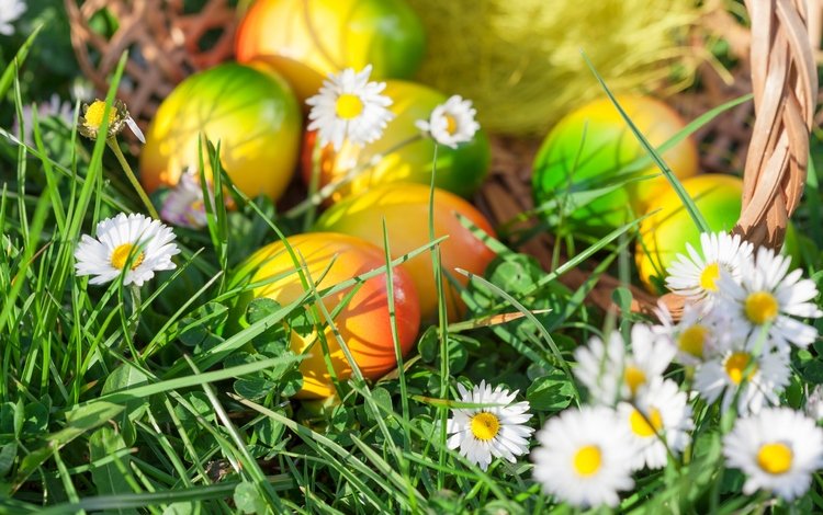 трава, весна, пасха, яйца,  цветы, глазунья, декорация, весенние, зеленые пасхальные, довольная, happy, grass, spring, easter, eggs, flowers, decoration
