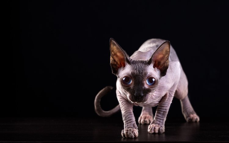 кот, мордочка, кошка, взгляд, черный фон, голубые глаза, сфинкс, cat, muzzle, look, black background, blue eyes, sphinx