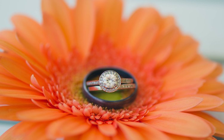 цветок, кольцо, гербера, обручальное, flower, ring, gerbera, wedding