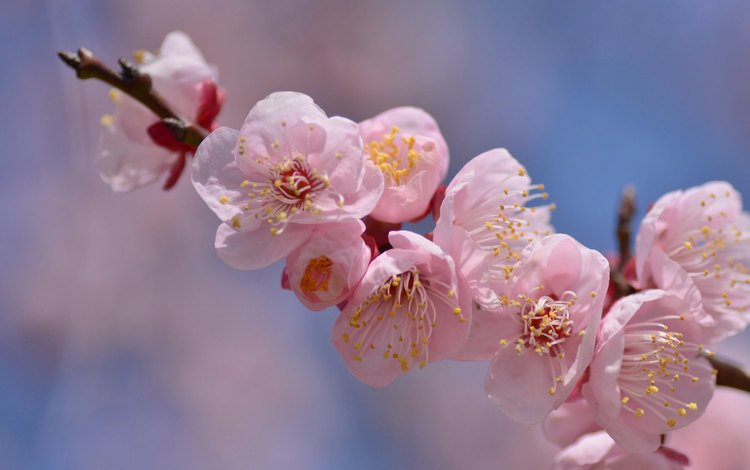 ветка, цветение, весна, розовый, branch, flowering, spring, pink
