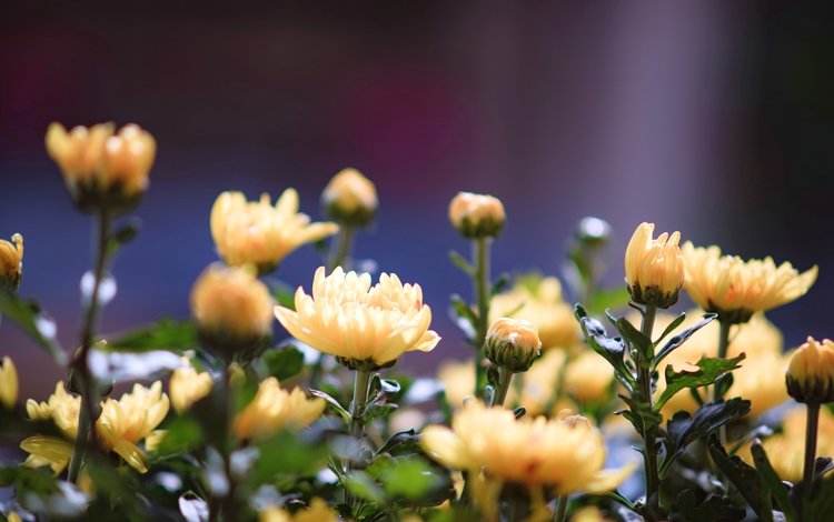 цветы, лепестки, желтые, flowers, petals, yellow