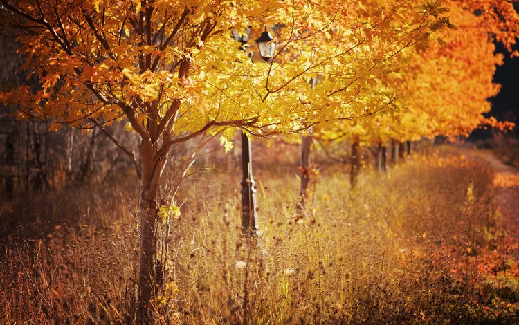 деревья, листья, осень, trees, leaves, autumn