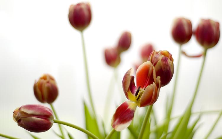цветы, бутоны, лепестки, весна, тюльпаны, стебли, flowers, buds, petals, spring, tulips, stems
