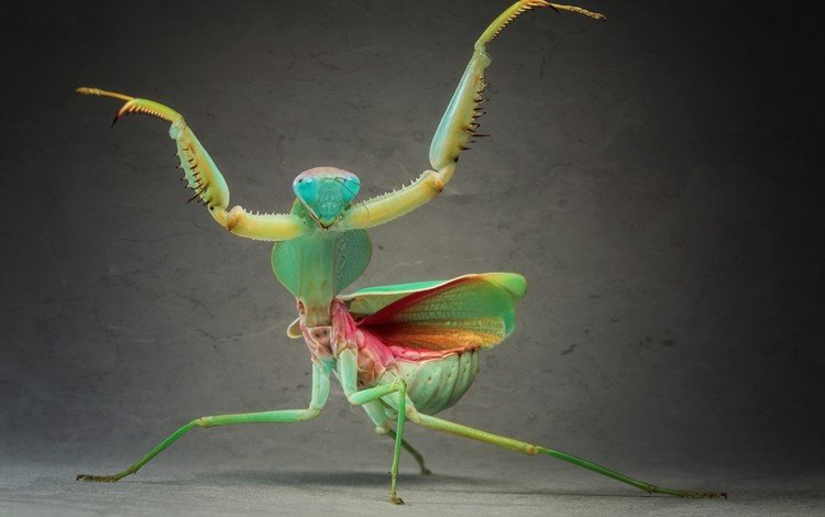 зелёный, макро, насекомое, крылья, усики, богомол, лапки, green, macro, insect, wings, antennae, mantis, legs