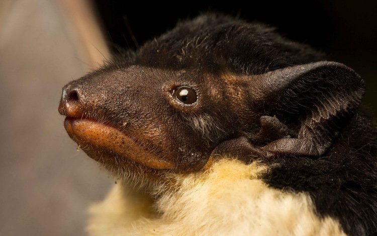 австралия, летучая мышь, saccolaimus flaviventris, australia, bat