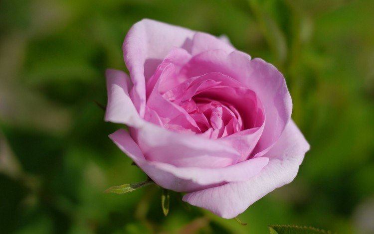 цветок, роза, розовый, flower, rose, pink