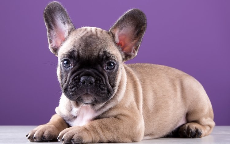 щенок, порода, милый, французский бульдог, puppy, breed, cute, french bulldog