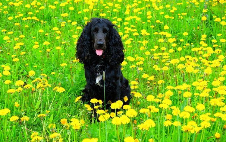 цветы, поле, собака, одуванчики, спаниель, кокер-спаниель, черная собака, flowers, field, dog, dandelions, spaniel, cocker spaniel, black dog