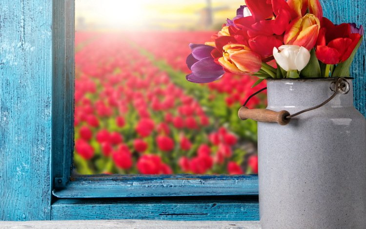 цветы, букет, тюльпаны, окно, тульпаны,  цветы, бидон, красочная, flowers, bouquet, tulips, window, cans, colorful