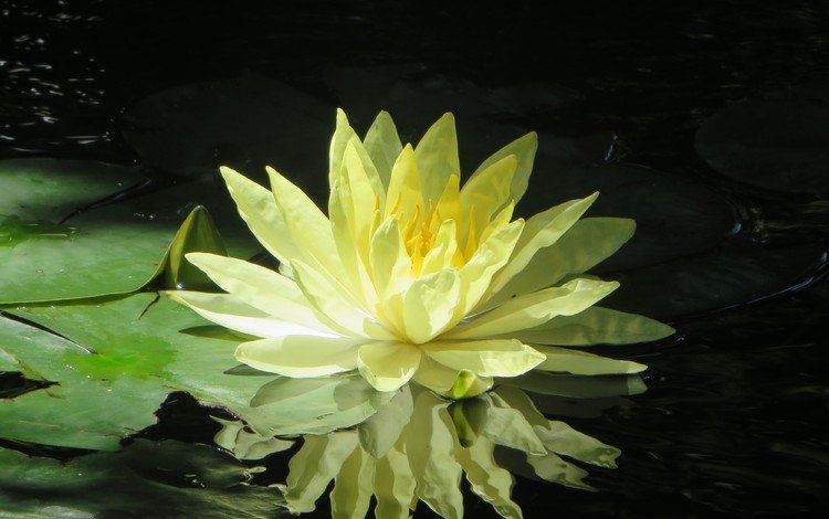 цветы, вода, отражение, лепестки, кувшинки, водяные лилии, водяная лилия, flowers, water, reflection, petals, water lilies, water lily