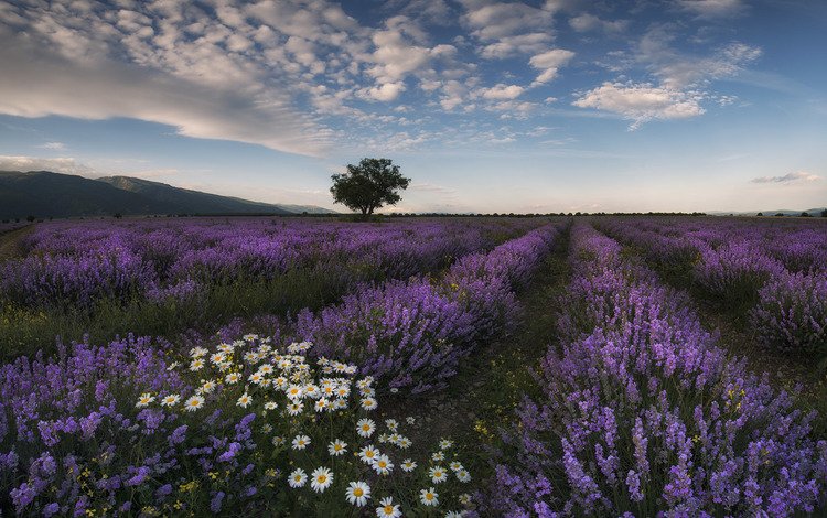 цветы, природа, поле, лаванда, лето, луг, ромашки, flowers, nature, field, lavender, summer, meadow, chamomile