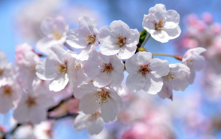ветка, весна, вишня, сакура, branch, spring, cherry, sakura