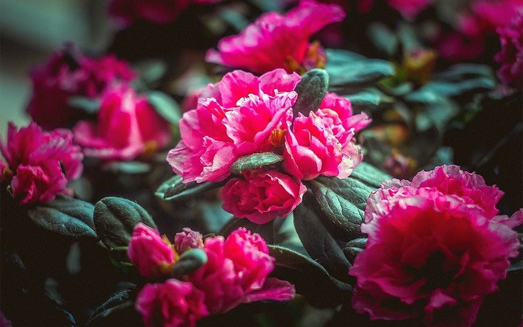 цветы, природа, розовые, flowers, nature, pink