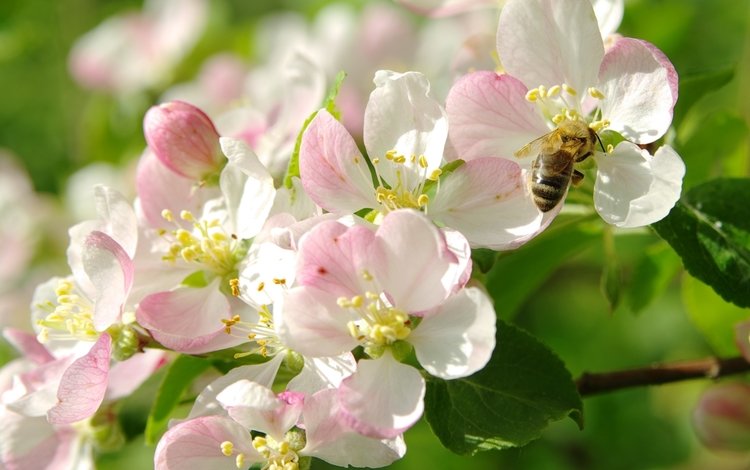 цветение, макро, весна, яблоня, пчела, flowering, macro, spring, apple, bee