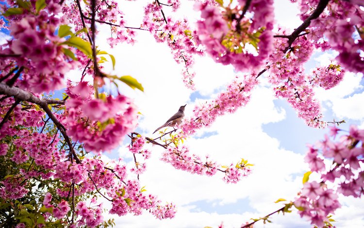 небо, цветы, природа, цветение, лепестки, птица, весна, сакура, the sky, flowers, nature, flowering, petals, bird, spring, sakura