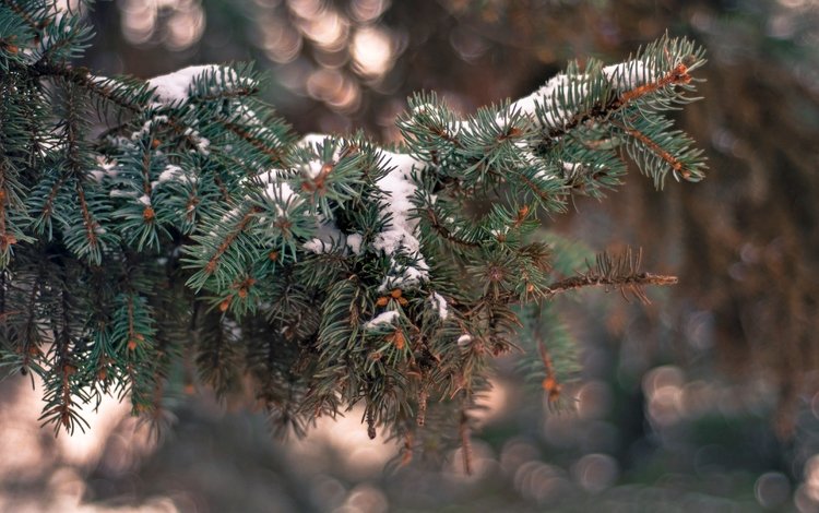 снег, елка, хвоя, зима, ветки, иголки, snow, tree, needles, winter, branches