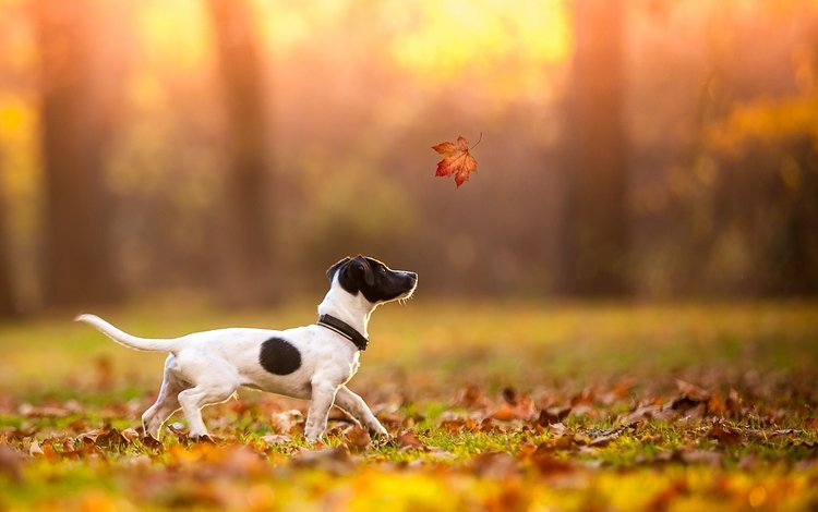 осень, лист, щенок, клен, джек-рассел-терьер, autumn, sheet, puppy, maple, jack russell terrier