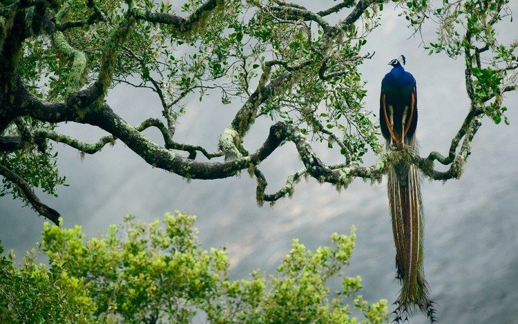 птица, павлин, джунгли, изморось, красочная,     дерево, bird, peacock, jungle, mist, colorful, tree