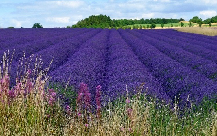 цветы, пейзаж, поле, лаванда, фиолетовые, flowers, landscape, field, lavender, purple
