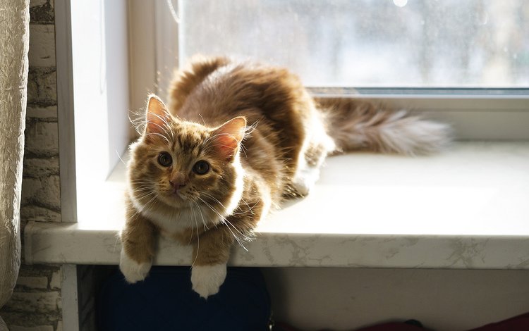 фон, кошка, взгляд, окно, background, cat, look, window