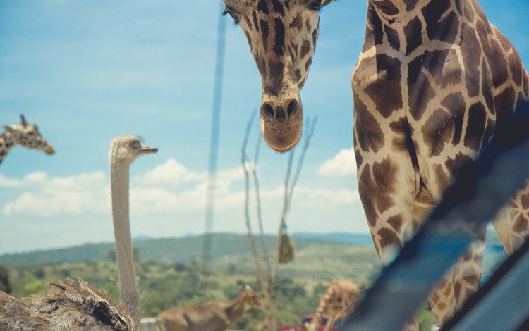 природа, жираф, страус, nature, giraffe, ostrich