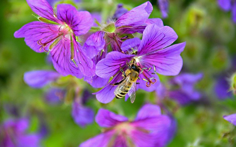 цветы, природа, насекомое, пчела, robin hamann, flowers, nature, insect, bee